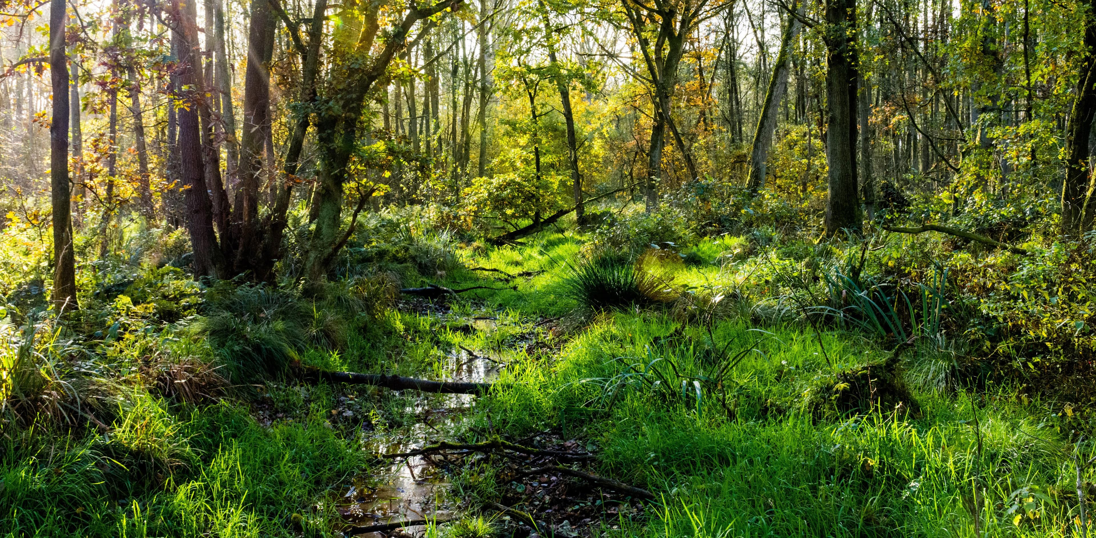 An image of Peatland Restoration