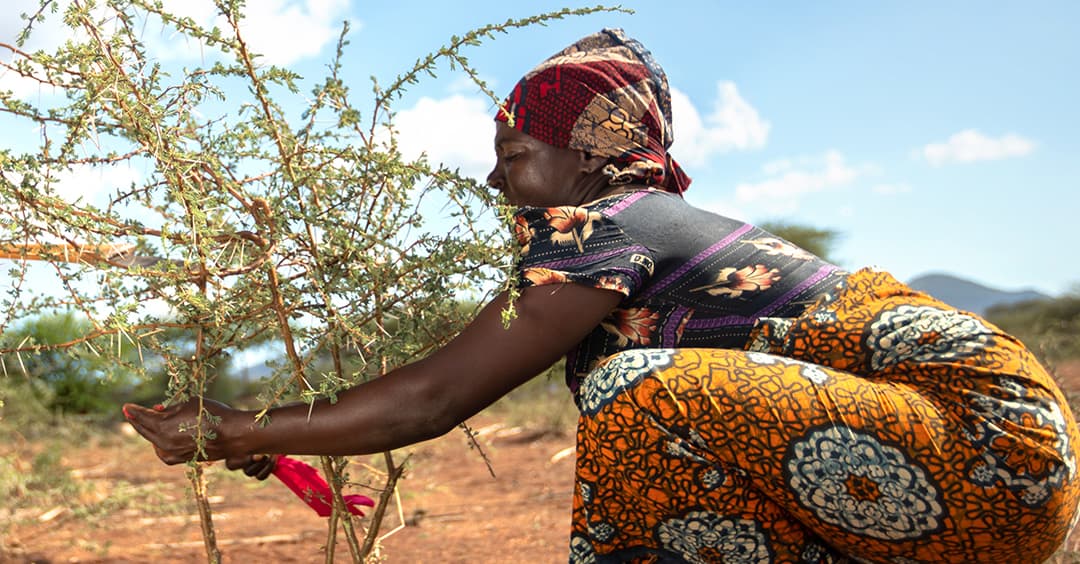 An image of Regreening - Treecovery, Restoring Trees In Tanzania