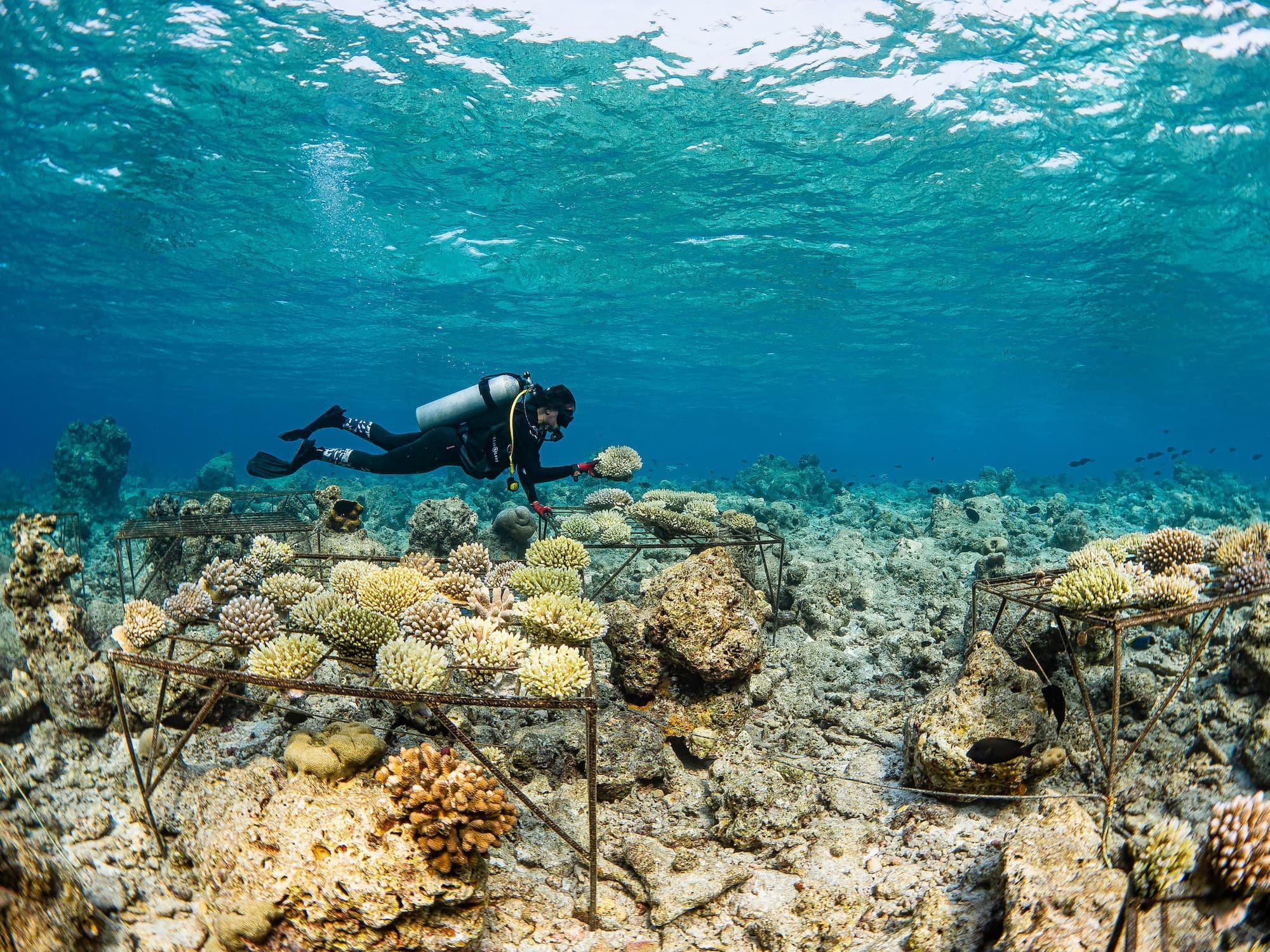 An image of Coral Restoration